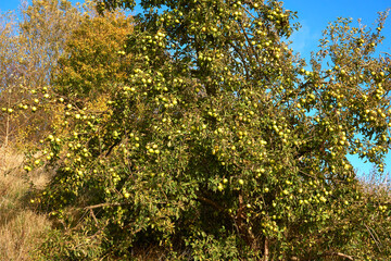 Fototapeta na wymiar Apple tree bearing lots of fruit