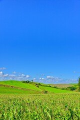 Fototapeta na wymiar 北海道　 秋の美瑛　青空と穀倉地帯