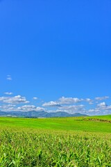 北海道　 秋の美瑛　青空と穀倉地帯

