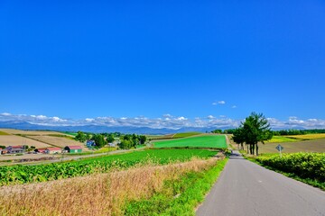 北海道　 秋の美瑛　青空と穀倉地帯

