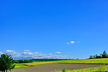 北海道　 秋の美瑛　青空と穀倉地帯

