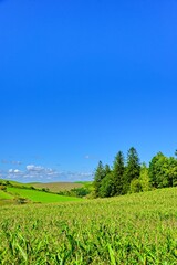 北海道　 秋の美瑛　青空と穀倉地帯

