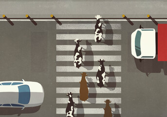 Cows crossing city street at crosswalk

