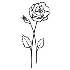 Rose flowers on white background. Hand-drawn illustration of a summer rose flower. Drawing, line art, ink, vector.