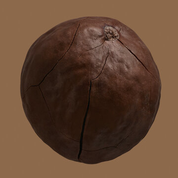 Close up brown macadamia in shell
