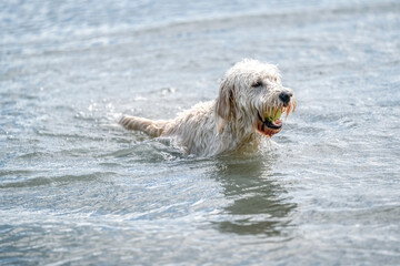 Labradoodle dog playing in a lake. White dog swims in the water.Yellow ball in its mouth