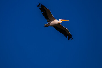 Fototapeta na wymiar a great pelican flies against the sky