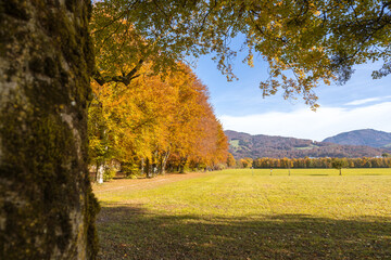 Hellbrunner Allee im Herbst