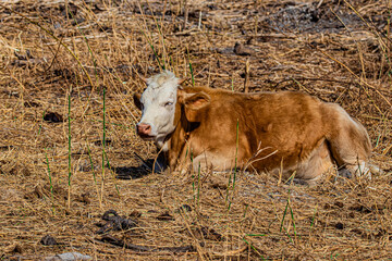 cow in a field close up