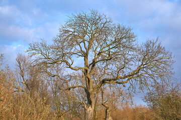 Large bare autumn tree example