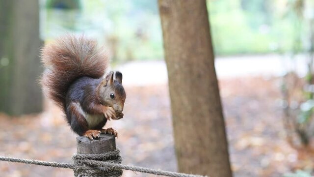 Red squirrel eating nuts, Campo Grande - Valladolid, Spain