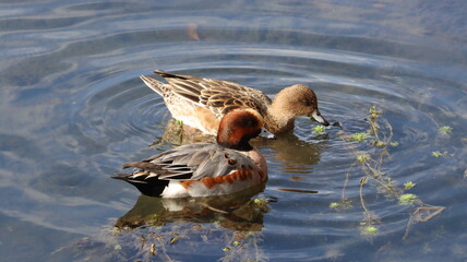 仲良く泳ぐ雄雌のヒドリガモ