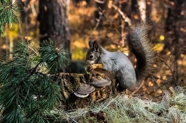 squirrel in the park