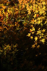 紅葉と日本の秋の風景！色鮮やかなもみじの葉っぱ