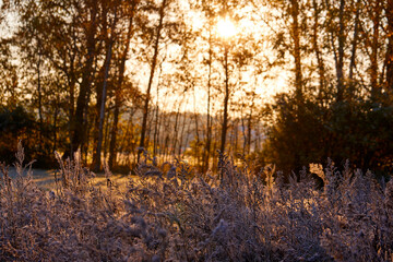 Obraz premium Close-up of beautiful frost on the grass and leaves frosty misty autumn morning