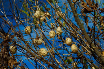 Dry ecballium elaterium close up