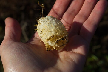 Dry ecballium elaterium close up