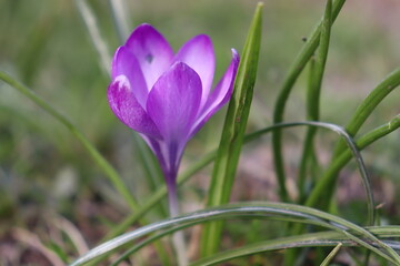Fototapeta premium closeup of purple crocus flower