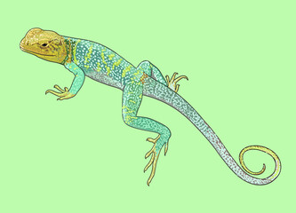 Collared lizard drawing, beautiful, art.illustration, vector