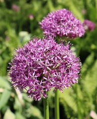 closeup of purple allium flower
