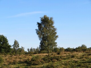 Obraz premium birch tree in the forest in early autumn