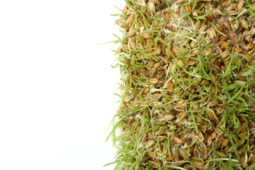 Sprouted wheat grass, close up and selective focus