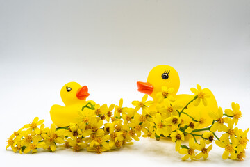 Pair of yellow ducks with red beaks baby bath toy and yellow flowers isolated on white background