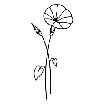 Morning Glory flowers on white background. Hand-drawn illustration of a summer flower. Drawing, line art, ink, vector.