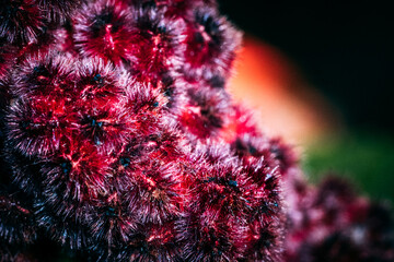 close up of a red blooming flower