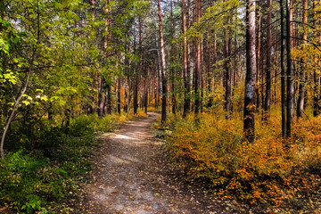 Fototapeta na wymiar path in autumn forest