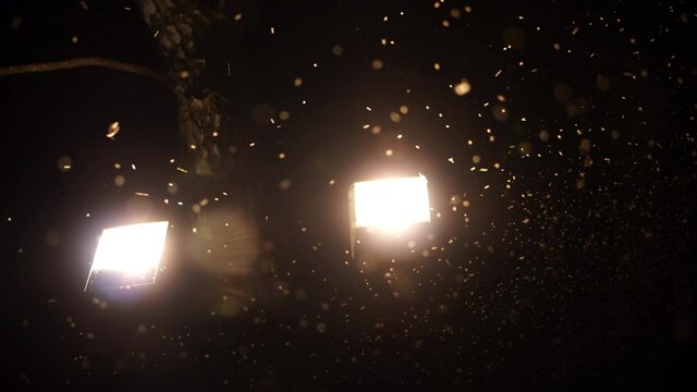 Moths curl in the light of the lamps