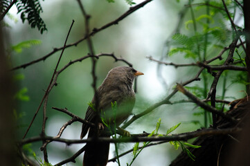 Bird on branch