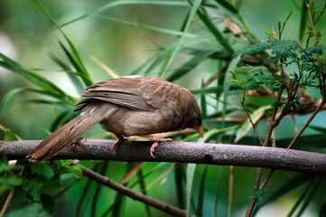 Bird looking for food