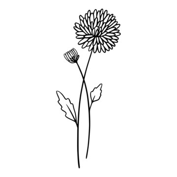 Chrysanthemum flowers on white background. Hand-drawn illustration of a summer flower. Drawing, line art, ink, vector.