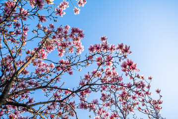 blooming magnolia buds on a clear sky. The beginning of spring concept.