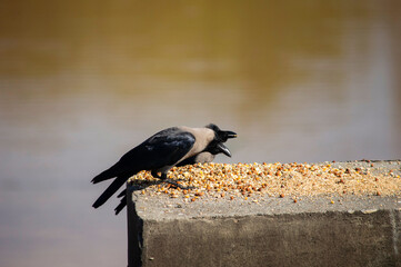 crow on the street