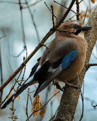 Cute jay sitting on the branch