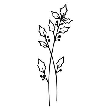 Holly Berry flowers on white background. Hand-drawn illustration of a winter flower. Drawing, line art, ink, vector.