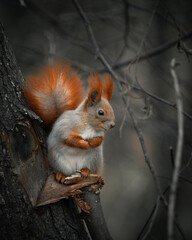 Pretty fluffy red squirrel sitting on the tree. Eating a piece of nut. © Fedir