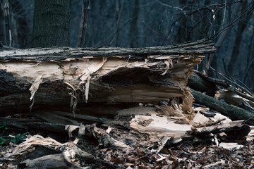 broken tree in the forest