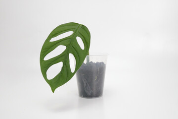 Close up of monstera plant isolated with white background. Monstera plant. Swiss Cheese Plant