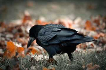 Black crow walking on the grass while autumn evening. 