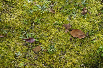 緑の上の落ち葉