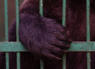 the paw of a bear with large claws poked through the bars of the fence at the zoo