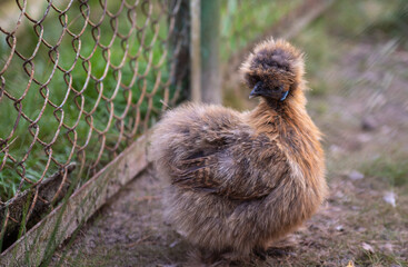 little fluffy chicken in the zoo