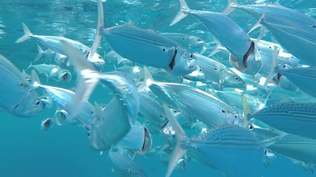 Indian Mackerel School of Fish in Red Sea Lagoon Feeding Process. Marine Life in the Shallow. Scomber Fish Swims with Open Mouth Feeding on Plankton
