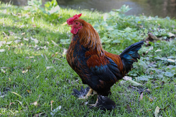 Beautiful bright red domestic rooster on green grass. Free-range poultry. Eco-friendly agriculture...