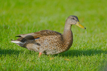 duck on the grass