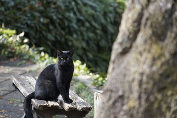 黒猫