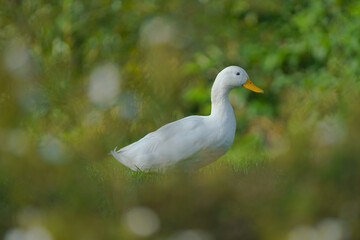 white duck in the grass